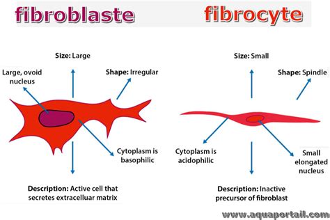 fibrocytes vs fibroblasts|what are myofibroblasts.